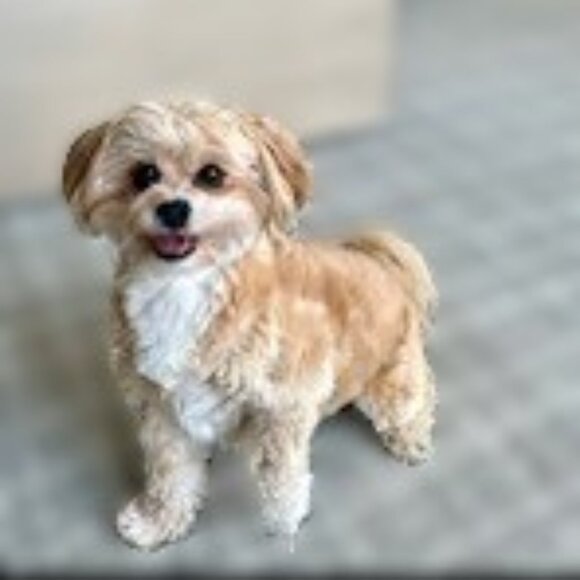 Meet your Posher, Chris - Picture 1 of 2